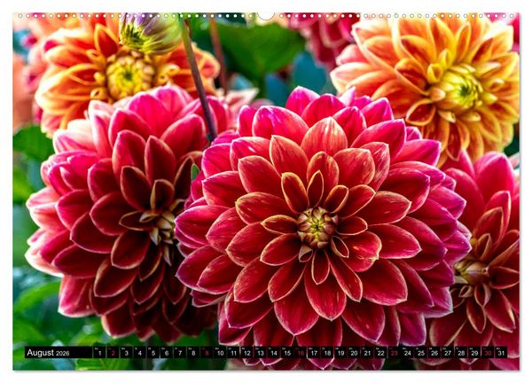 Produktbild: Dahlien - Blumenwunder der Natur (Wandkalender 2026 DIN A2 quer), CALVENDO Monatskalender