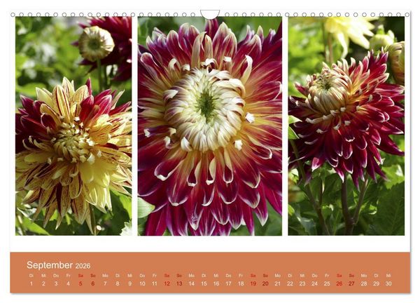 Produktbild: Dahlien-Triplets (Wandkalender 2026 DIN A3 quer), CALVENDO Monatskalender