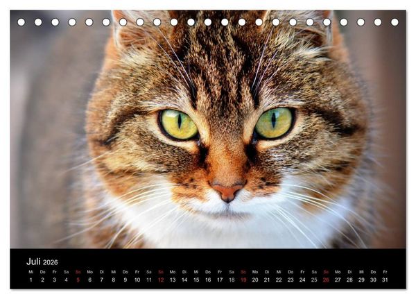 Produktbild: Haustiger - Ein Katzenkalender (Tischkalender 2026 DIN A5 quer), CALVENDO Monatskalender