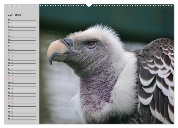 Produktbild: Adler und Greife. K&ouml;nige des Himmels (Wandkalender 2026 DIN A2 quer), CALVENDO Monatskalender
