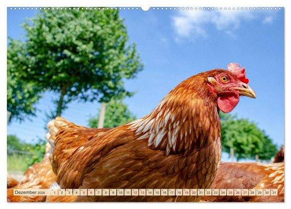 Produktbild: Charmante H&uuml;hner (Wandkalender 2026 DIN A2 quer), CALVENDO Monatskalender