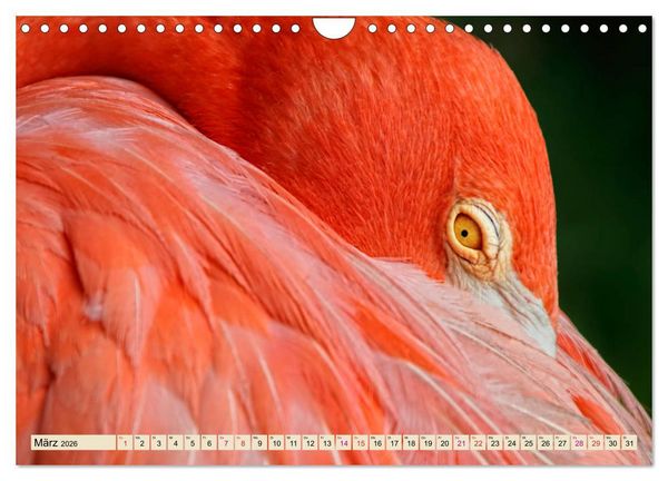 Produktbild: Flamingos - elegante Sch&ouml;nheiten (Wandkalender 2026 DIN A4 quer), CALVENDO Monatskalender
