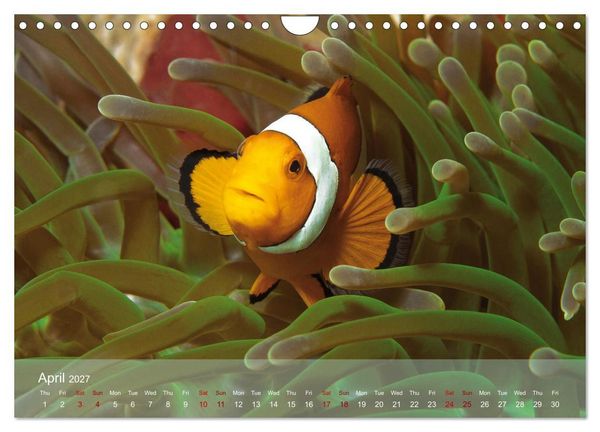 Produktbild: Anemonefish - always busy - always on the move (Wall Calendar 2027 DIN A4 landscape), CALVENDO 12 Month Wall Calendar