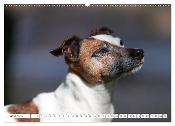 Produktbild: Jack Russell - Klein, aber oho! (Wandkalender 2026 DIN A2 quer), CALVENDO Monatskalender