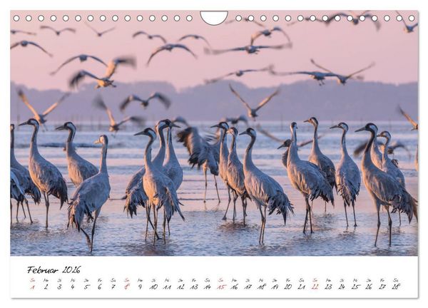 Produktbild: Kraniche am Schlafplatz - im Naturparadies der Mecklenburgischen Seenplatte (Wandkalender 2026 DIN A4 quer), CALVENDO Monatskalender