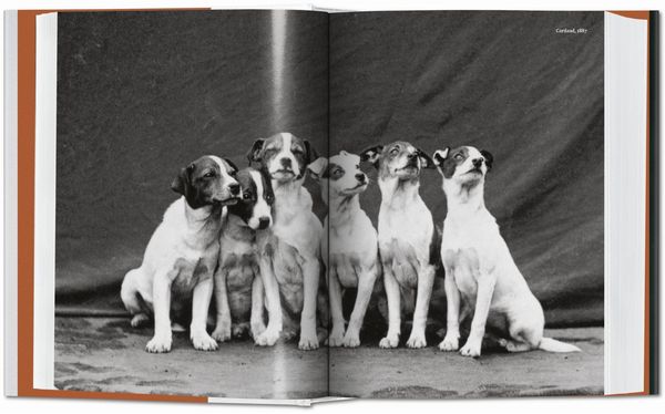 Produktbild: The Dog in Photography 1839&ndash;Today