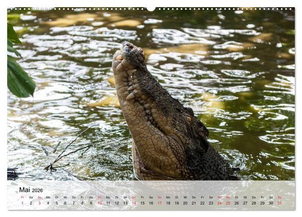 Produktbild: Gro&szlig;e Echsen. Krokodile und Alligatoren (hochwertiger Premium Wandkalender 2026 DIN A2 quer), Kunstdruck in Hochglanz