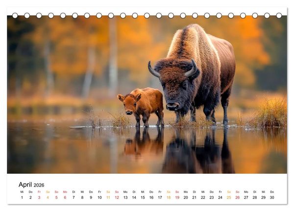 Produktbild: B&uuml;ffel - Ikonen der Wildnis (Tischkalender 2026 DIN A5 quer), CALVENDO Monatskalender