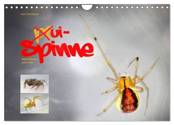 Produktbild: ui - Spinne. Kleine Spinnen - gro&szlig; im Bild (Wandkalender 2026 DIN A4 quer), CALVENDO Monatskalender