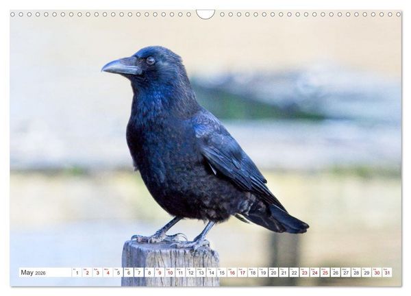 Produktbild: Corvids - Black and Beautiful (Wall Calendar 2026 DIN A3 landscape), CALVENDO 12 Month Wall Calendar