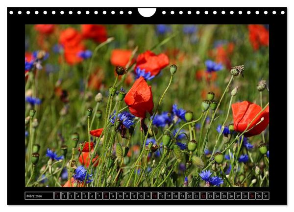 Produktbild: Roter Mohn, bunte Wiesen (Wandkalender 2026 DIN A4 quer), CALVENDO Monatskalender
