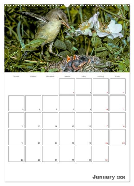 Produktbild: At the dawn of life the secret life of passerines (High Quality Premium Wall Calendar 2026 DIN A2 portrait),CALVENDO 12 Month Wall Calendar