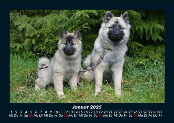 Produktbild: Welpen 2025 Fotokalender DIN A5
