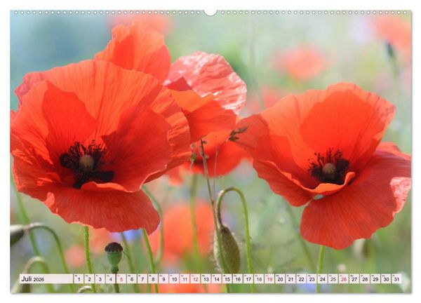 Produktbild: Mohnblumen. Leuchtender Liebreiz auf Wiesen und in G&auml;rten (hochwertiger Premium Wandkalender 2026 DIN A2 quer), Kunstdruck in Hochglanz