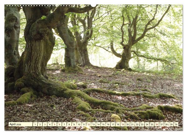 Produktbild: Zauberhaftes, die Natur als K&uuml;nstler (hochwertiger Premium Wandkalender 2026 DIN A2 quer), Kunstdruck in Hochglanz
