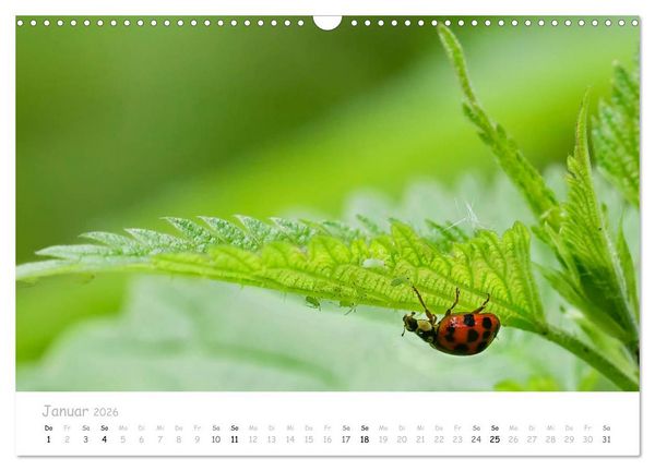 Produktbild: Marienk&auml;fer - kleine Gl&uuml;cksmomente (Wandkalender 2026 DIN A3 quer), CALVENDO Monatskalender