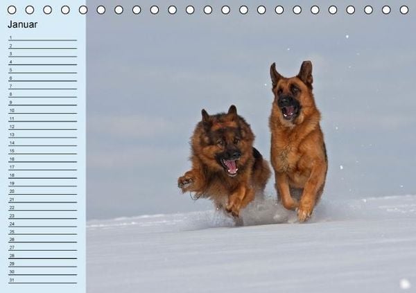 Produktbild: Der Schäferhunde-Geburtstagskalender (Tischkalender immerwährend DIN A5 quer)