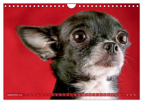 Produktbild: Chihuahua : petit, mais costaud (Calendrier mural 2026 DIN A4 vertical), CALVENDO calendrier mensuel