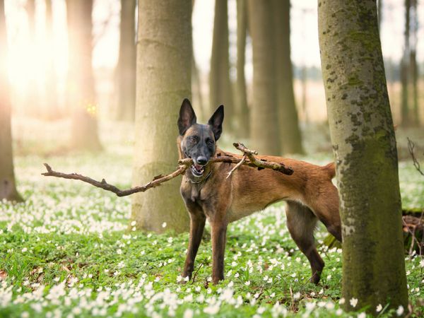 Produktbild: CALVENDO Puzzle Ein Motiv aus dem Kalender Malinois - Belgische Energieb&uuml;ndel | 1000 Teile Lege-Gr&ouml;&szlig;e 64x48cm Foto-Puzzle f&uuml;r gl&uuml;ckliche Stunden