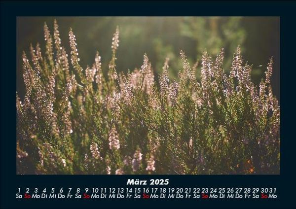 Produktbild: Pflanzen und Bl&uuml;ten 2025 Fotokalender DIN A5