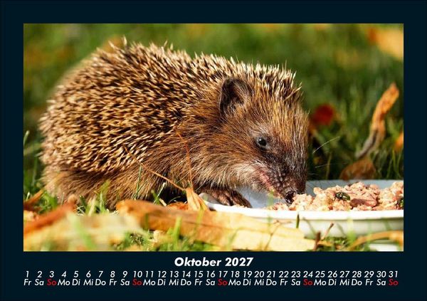 Produktbild: Tierkalender 2027 Fotokalender DIN A5