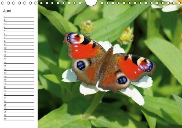 Produktbild: Heimische Schmetterlinge / Geburtstagskalender (Wandkalender immerw&auml;hrend DIN A4 quer)