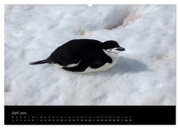 Produktbild: Antarktische Impressionen (Wandkalender 2026 DIN A2 quer), CALVENDO Monatskalender