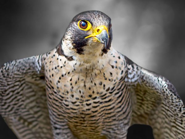 Produktbild: CALVENDO Puzzle Wanderfalke | 1000 Teile Lege-Gr&ouml;&szlig;e 64x48cm Foto-Puzzle f&uuml;r gl&uuml;ckliche Stunden