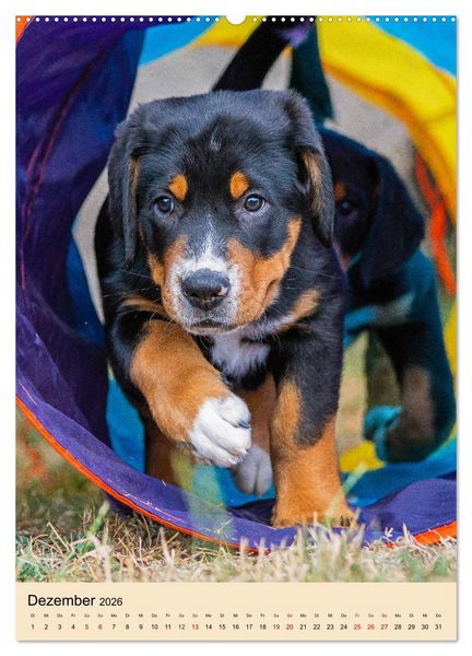 Produktbild: Schweizer Sennenhunde stellen sich vor (Wandkalender 2026 DIN A2 hoch), CALVENDO Monatskalender