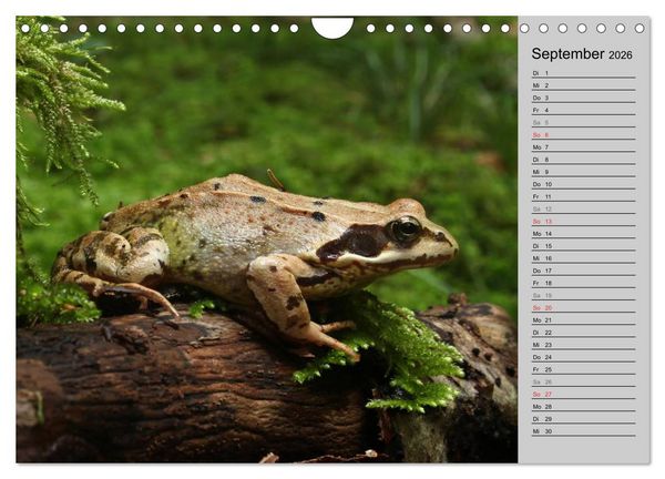Produktbild: Salamander und Co. (Wandkalender 2026 DIN A4 quer), CALVENDO Monatskalender