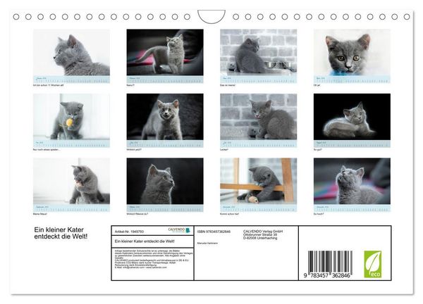 Produktbild: Ein kleiner Kater entdeckt die Welt! (Wandkalender 2026 DIN A4 quer), CALVENDO Monatskalender
