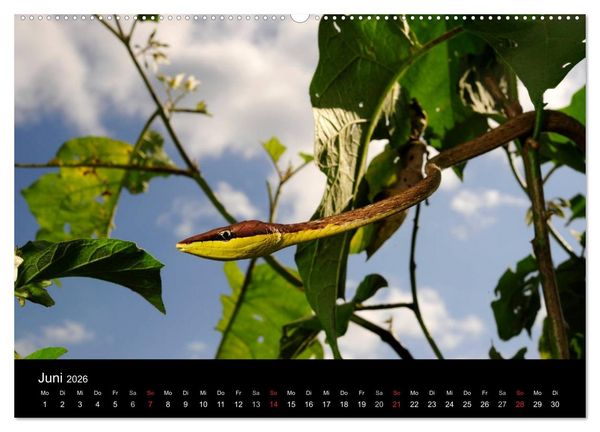 Produktbild: REPTILIEN (hochwertiger Premium Wandkalender 2026 DIN A2 quer), Kunstdruck in Hochglanz