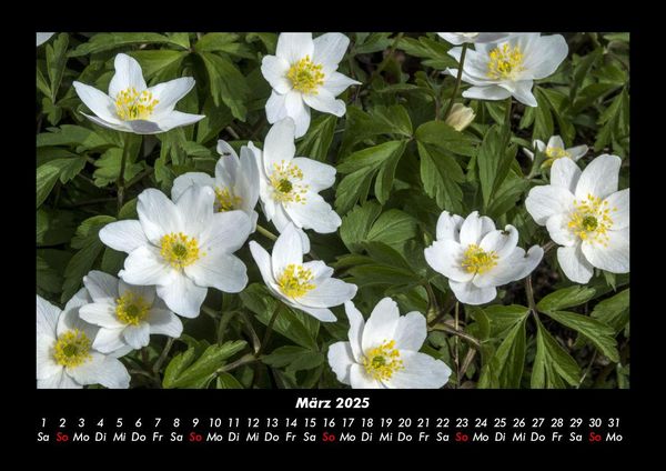 Produktbild: Blumenzauber 2025 Fotokalender DIN A3