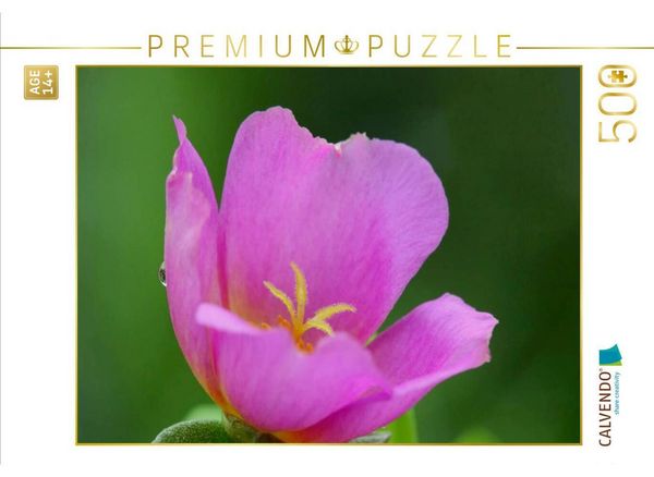 CALVENDO Puzzle Portulakröschen | 500 Teile Lege-Größe 48 × 36 cm Foto-Puzzle für Erwachsene