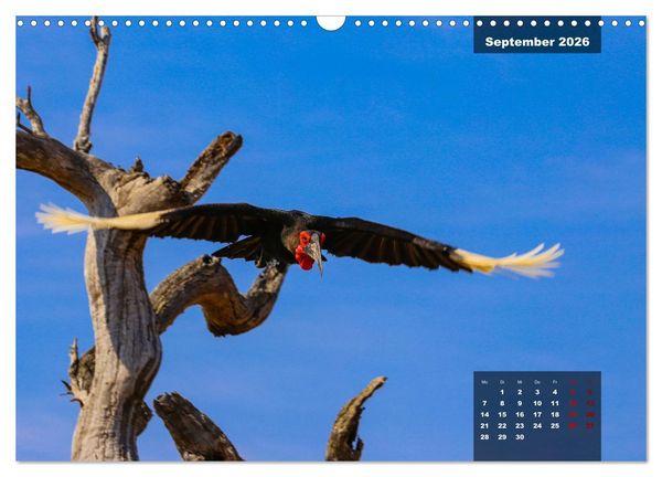 Produktbild: Auf Safari im Kruger National Park (Wandkalender 2026 DIN A3 quer), CALVENDO Monatskalender