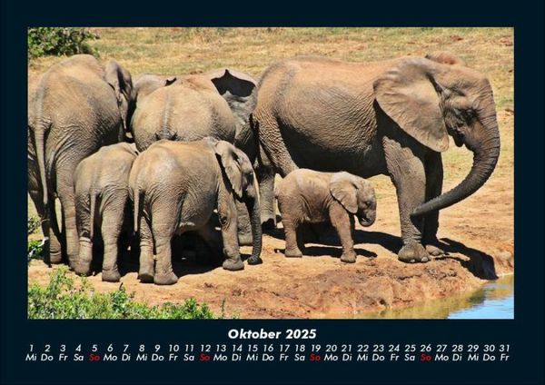 Produktbild: Der Elefantenkalender 2025 Fotokalender DIN A4