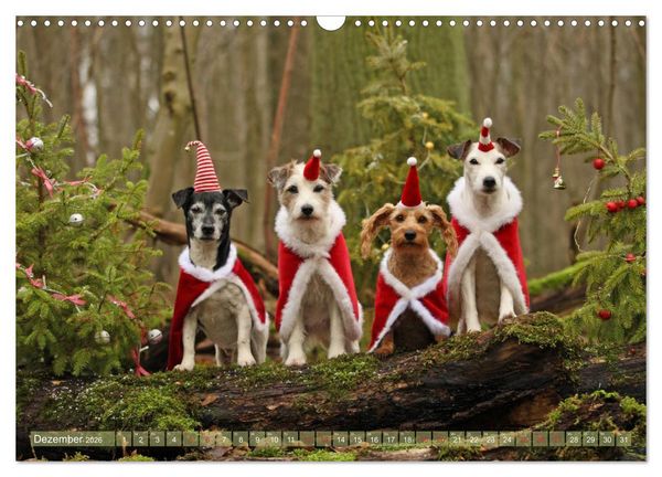 Produktbild: Die Parson-Russell-Terrier ...mit neuen Abenteuern aus der Hundeknipserei (Wandkalender 2026 DIN A3 quer), CALVENDO Monatskalender