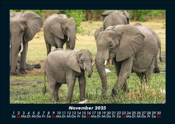 Produktbild: Elefanten Kalender 2025 Fotokalender DIN A5