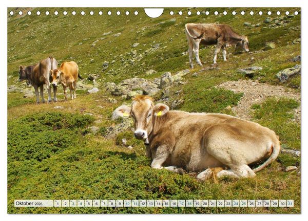 Produktbild: K&uuml;he im Einklang mit der Natur (Wandkalender 2026 DIN A4 quer), CALVENDO Monatskalender