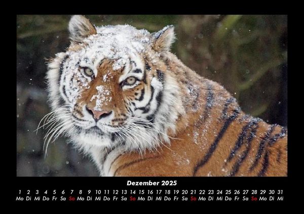 Produktbild: Tiger 2025 Fotokalender DIN A3