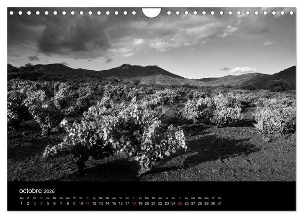 Produktbild: VIGNES DU SUD terroirs d'AOC (Calendrier mural 2026 DIN A4 vertical), CALVENDO calendrier mensuel