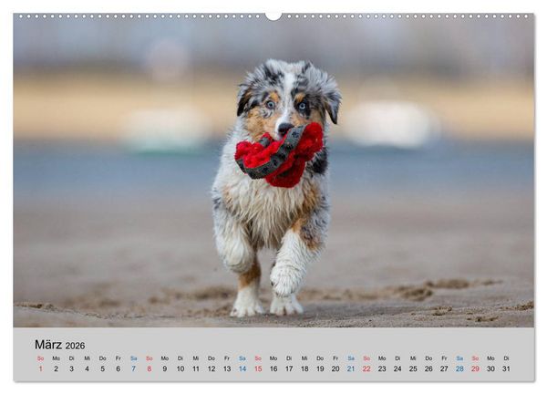 Produktbild: Australian Shepherd Welpen 2026 (hochwertiger Premium Wandkalender 2026 DIN A2 quer), Kunstdruck in Hochglanz