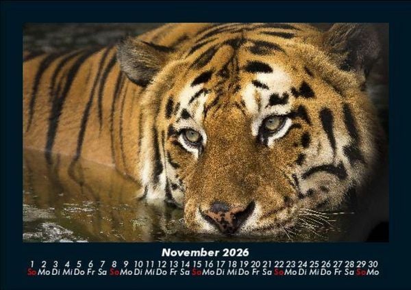 Produktbild: Tiger 2026 Fotokalender DIN A5