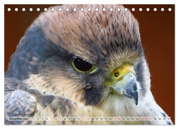 Produktbild: Majest&auml;tische Greifv&ouml;gel (Tischkalender 2026 DIN A5 quer), CALVENDO Monatskalender