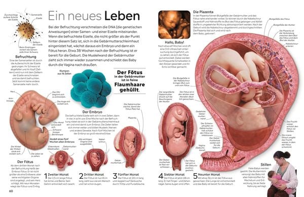Produktbild: memo Wissen. K&ouml;rper