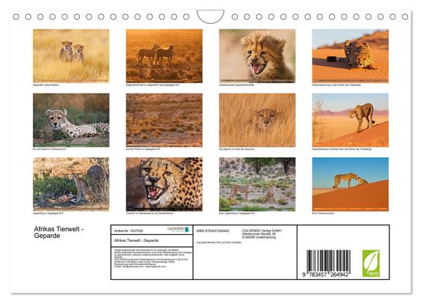 Produktbild: Afrikas Tierwelt - Geparde (Wandkalender 2026 DIN A4 quer), CALVENDO Monatskalender