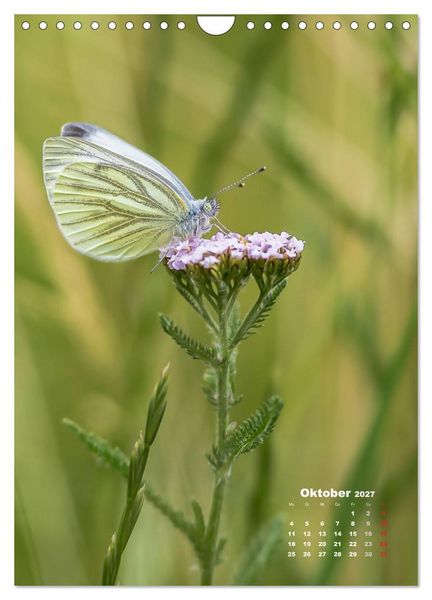 Produktbild: Ein Spaziergang &uuml;ber eine Sommerwiese (Wandkalender 2027 DIN A4 hoch), CALVENDO Monatskalender
