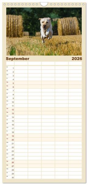Produktbild: Familienplaner 2026 - Labrador Retriever - Freunde f&uuml;r&acute;s Leben mit 5 Spalten (Wandkalender, 21 x 45 cm) CALVENDO