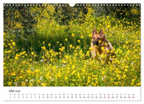 Produktbild: Sch&auml;ferhunde - Die gutm&uuml;tigen Wegbegleiter. (Wandkalender 2026 DIN A3 quer), CALVENDO Monatskalender