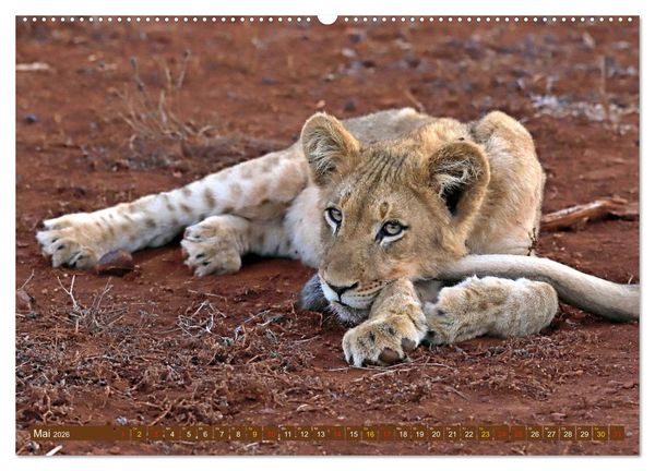 Produktbild: Katzen Afrikas (Wandkalender 2026 DIN A2 quer), CALVENDO Monatskalender